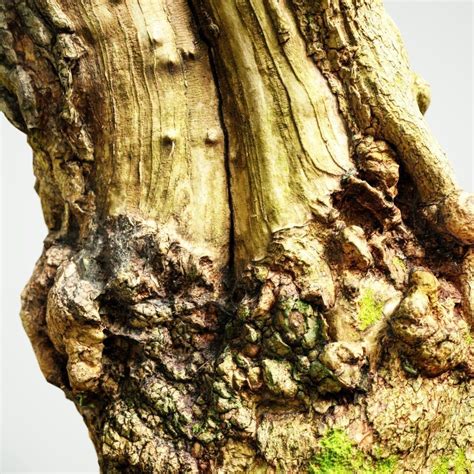 Making Realistic Model Fir Trees 的图像结果