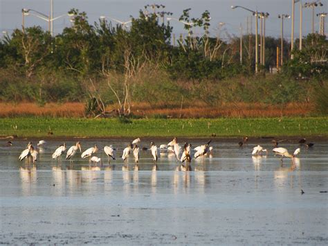 Save our wetlands: Drought, boardwalk plans threaten rare wildlife at ...