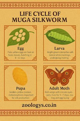 Life Cycle of Muga Silkworm (Antheraea assamensis)