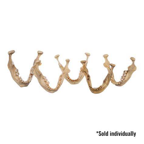 Real Human Mandible For Sale — Skulls Unlimited International, Inc.
