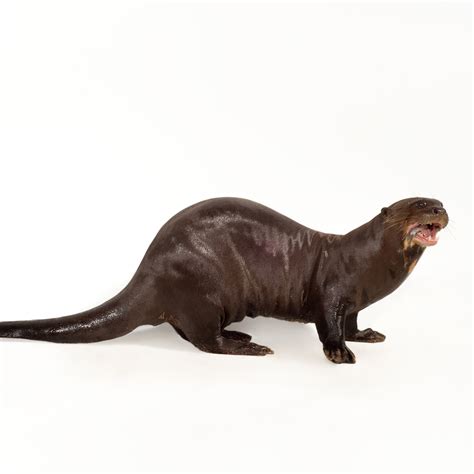 Giant Otters Size Giant Otter