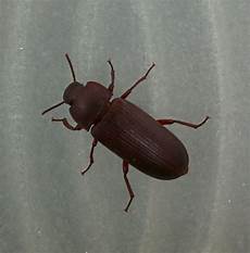 ungeziefer im holz k 228 fer rotbraun 2 cm im haus ungeziefer ungeziefer im holz k 228 fer rotbraun 2 cm im haus ungeziefer