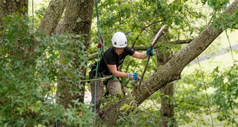 Davey Tree Service 的图像结果