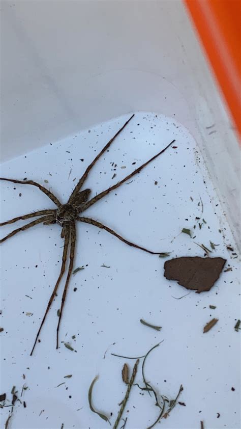 Heteropoda venatoria - Pantropical huntsman - USA Spiders