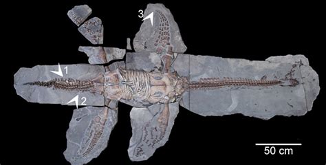 What scientists learned from a well-preserved fossil of this iconic ...