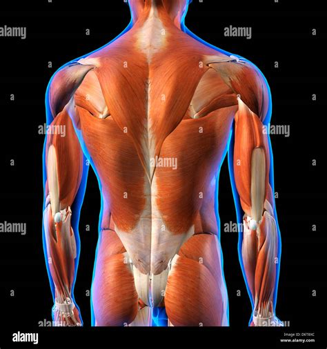 Back Muscles Anatomy