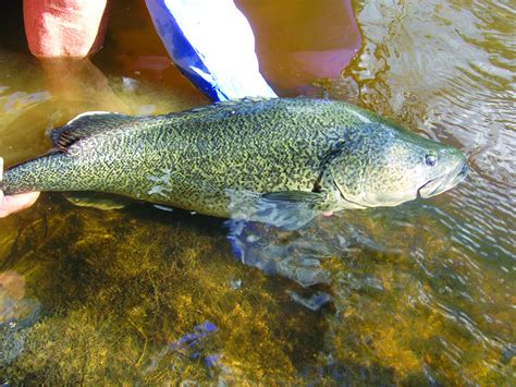 Image result for Catching Murray Cod On Lures Land-Based