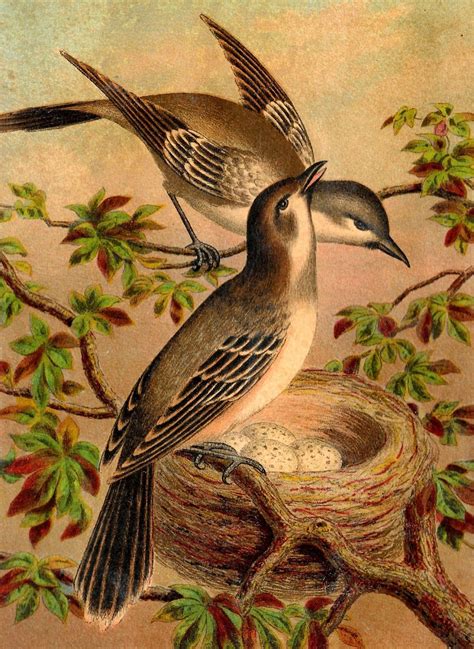 bird pictures to print