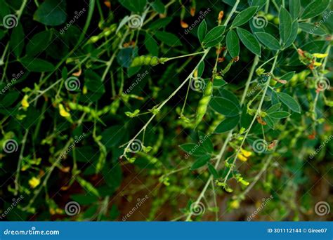 Green Pigeon Pea Beans with Leaves and Flowers on Plant. Green Pigeon ...
