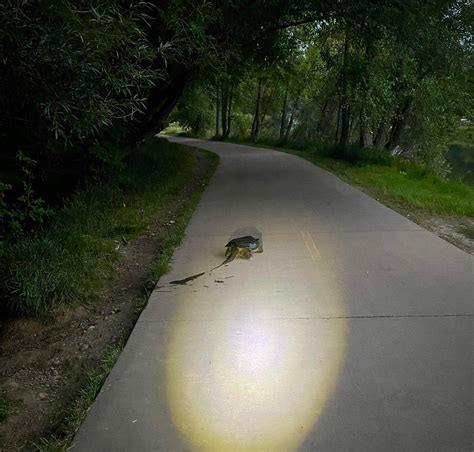 Quite the turtle on Spring Creek Trail : r/FortCollins
