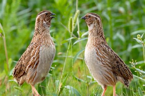 Sounds of Dying Prey 的图像结果