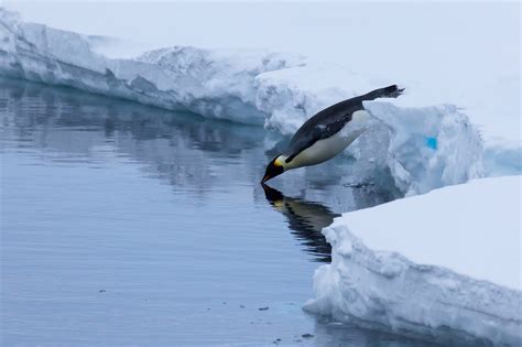 Fascinating facts about emperor penguins – Woods Hole Oceanographic Institution