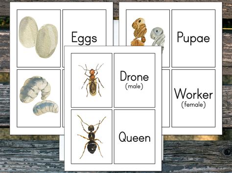 Image result for Memory Matching Games Outline