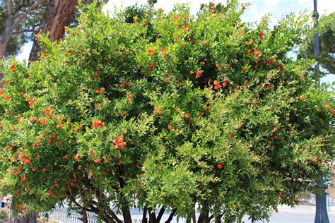 Pomegranate Tree Growing Tips 的图像结果