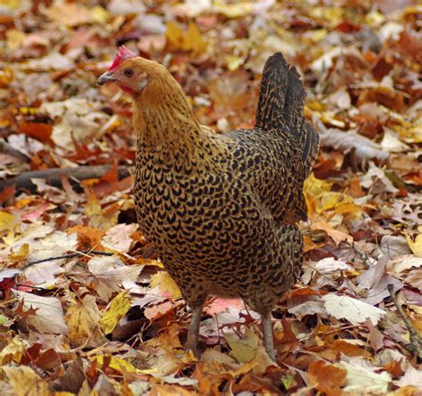 Are Chickens Dinosaurs? — Randy's Chicken Blog