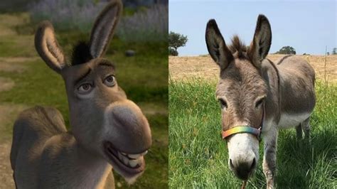 Fans in tears as Perry, the real-life donkey behind Shrek's ‘Donkey ...