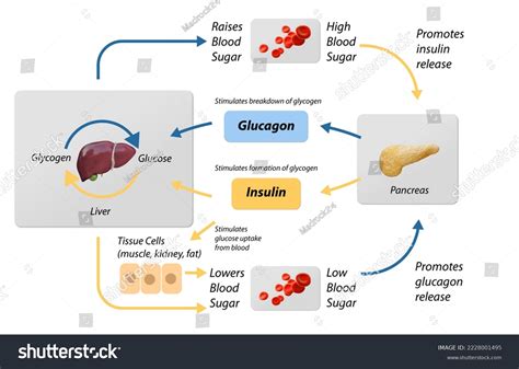 Blood Sugar Regulation Labeled Process Cycle Stock Illustration 2228001495 | Shutterstock