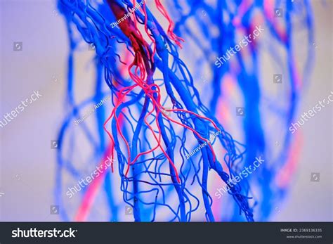 Is Blood Blue Why Does Human Blood In Veins Look Blue Heart Front