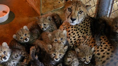 Baby zoo animals born since fall 2017