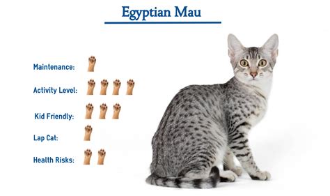 Egyptian Cat Names And Meanings