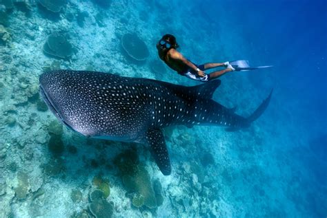 10 Fun Facts About Whale Sharks