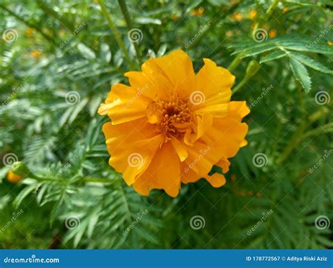Tagetes Erecta Mexican Marigold, Aztec Marigold, African Marigold with ...