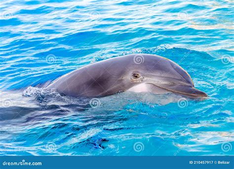 Bottlenose Dolphin is in a Dolphin Show of a Zoo Stock Image - Image of ...