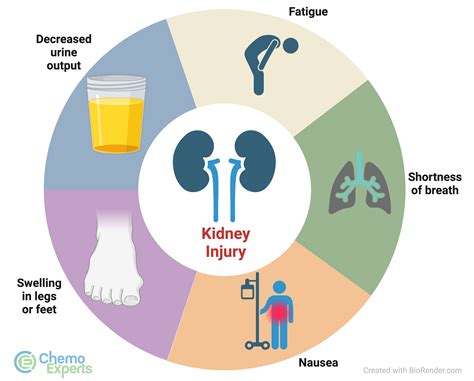 Kidney Injury (Renal Dysfunction) - ChemoExperts