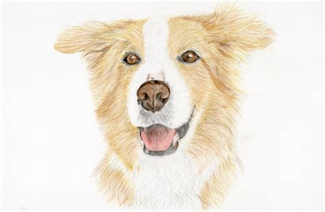 Image result for How Do You Draw a Parrot