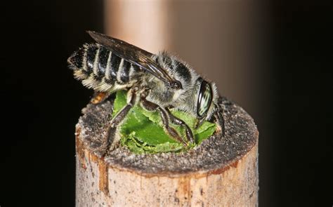 From A to Bee: Australian bees need our help, but which ones?