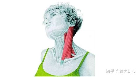 女性肩颈按摩元素素材下载-正版素材401449572-摄图网