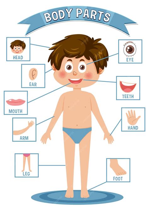 Vocabulario de las partes del cuerpo para niños | Vector Premium