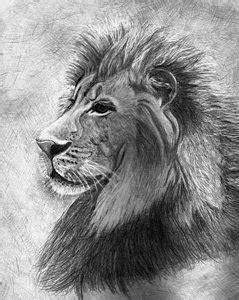 Lion Drawing Tutorial 的图像结果