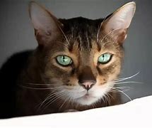 Image result for 猫眼