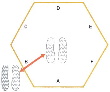 Image result for Hexagonal Agity Test