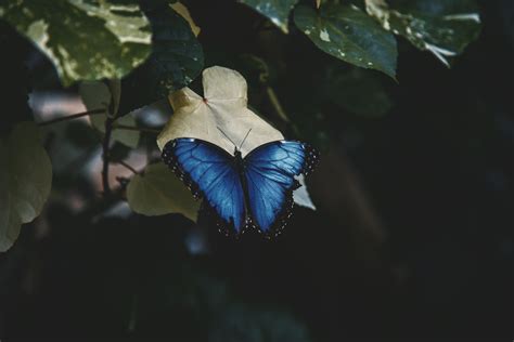 Close-Up Shot of Menelaus Blue Morpho on the Leaf · Free Stock Photo
