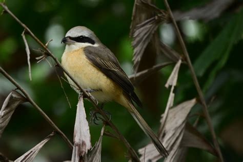 1460g的魅力: AF-S NIKKOR 500mm f/5.6E PF ED VR 蓋樓 (第69頁) - Mobile01