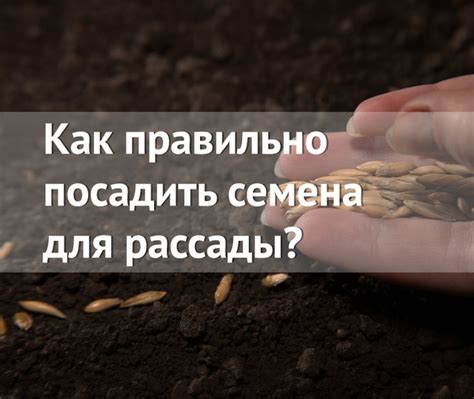 Как правильно посадить семена для рассады
