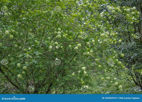Snowball Bush Viburnum Opulus Roseum, a Flowering Bush Stock Photo ...