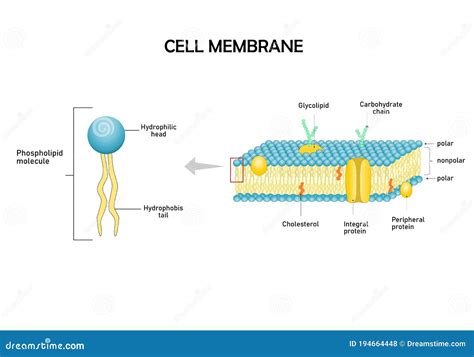 Diagram Models of Cell Membrane. Stock Vector - Illustration of gated ...