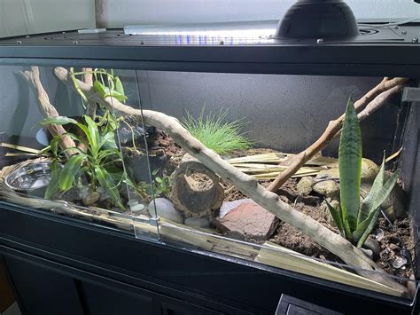Image result for Bioactive Ball Python Tank