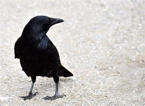 «Common Raven» HD Wallpapers