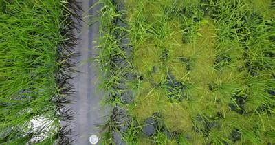 Paddy Rice Imagery - Dataset Ninja