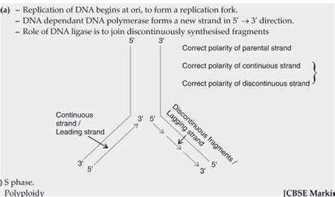 Image result for DNA Replication Class 12