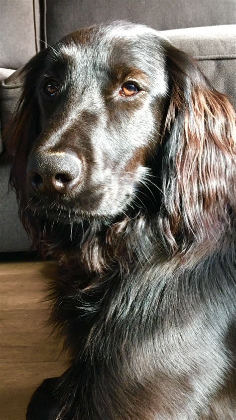 Irish Setter Toys at Winnifred Pitts blog