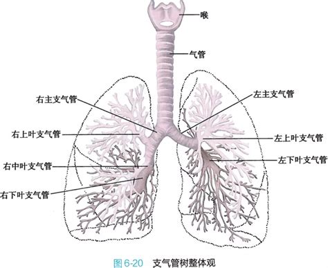 呼吸系统解剖图谱（高清）__中国医疗