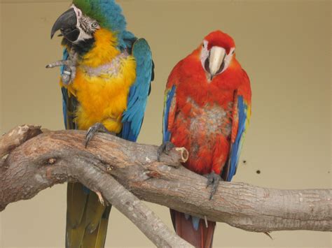 Cat Rescuing, Sunderland: LANZAROTE: ENCOUNTERS WITH ANIMALS PART 2 --GUINATE WILDLIFE PARK