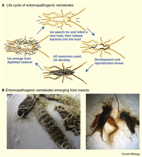 Entomopathogenic nematodes: Current Biology