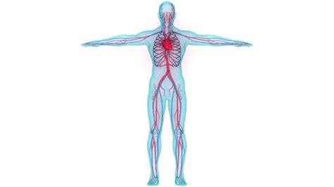 Image result for Full Animation On Heart Function