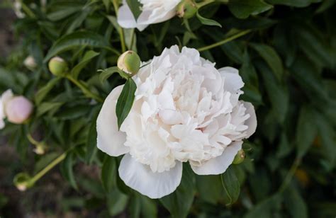 Learn the Meaning of Peony Flower by Color: Explore Their Rich Meaning ...